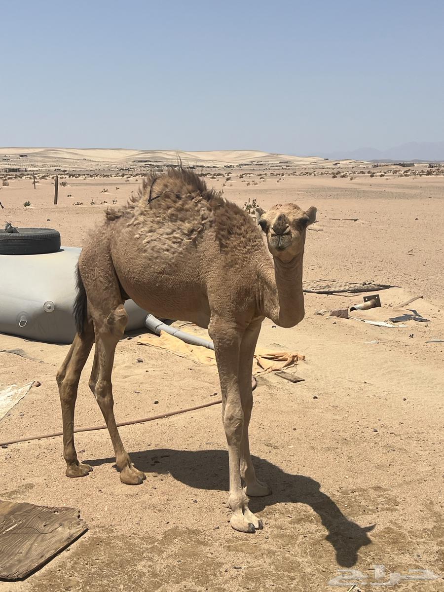 قعود للبيع64362226480385112