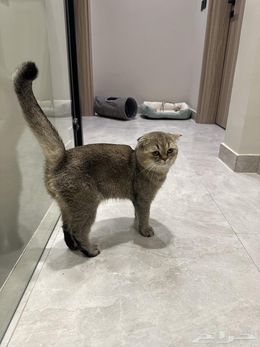 قطو سكوتش للبيع64362195823747112