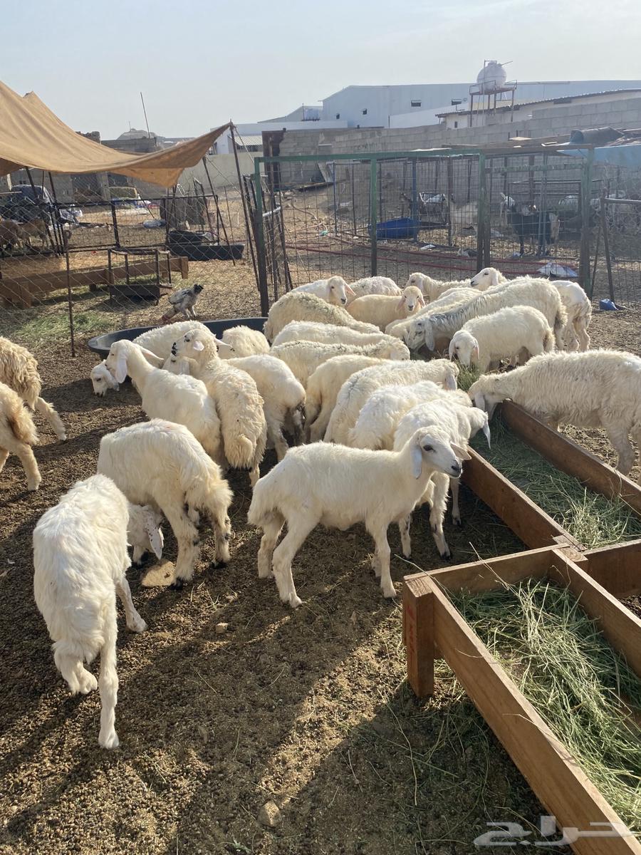 50 live sheep free from 65064351472178817114
