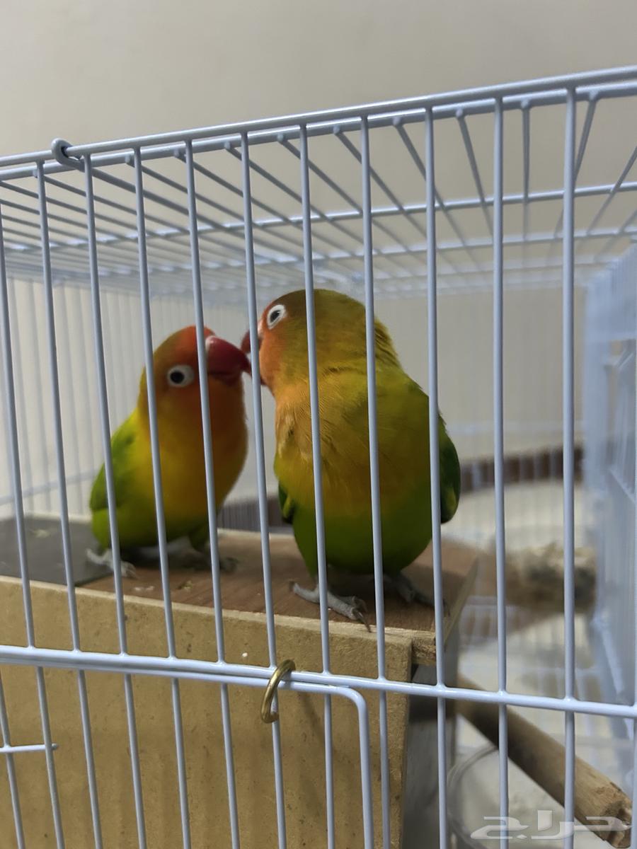 طيور زينه فيشر64360638374785110