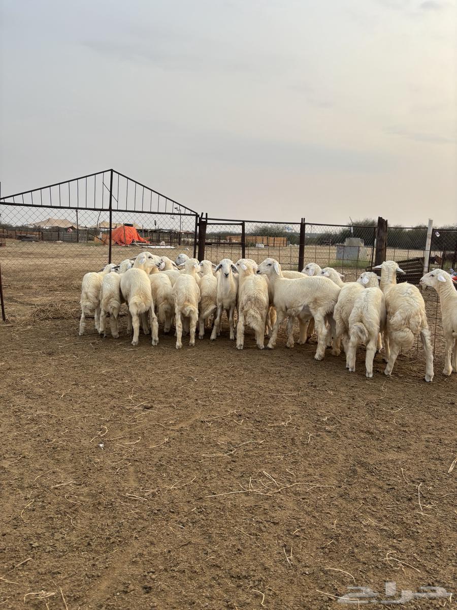 بهم حري نظيف للبيع64358337797633113