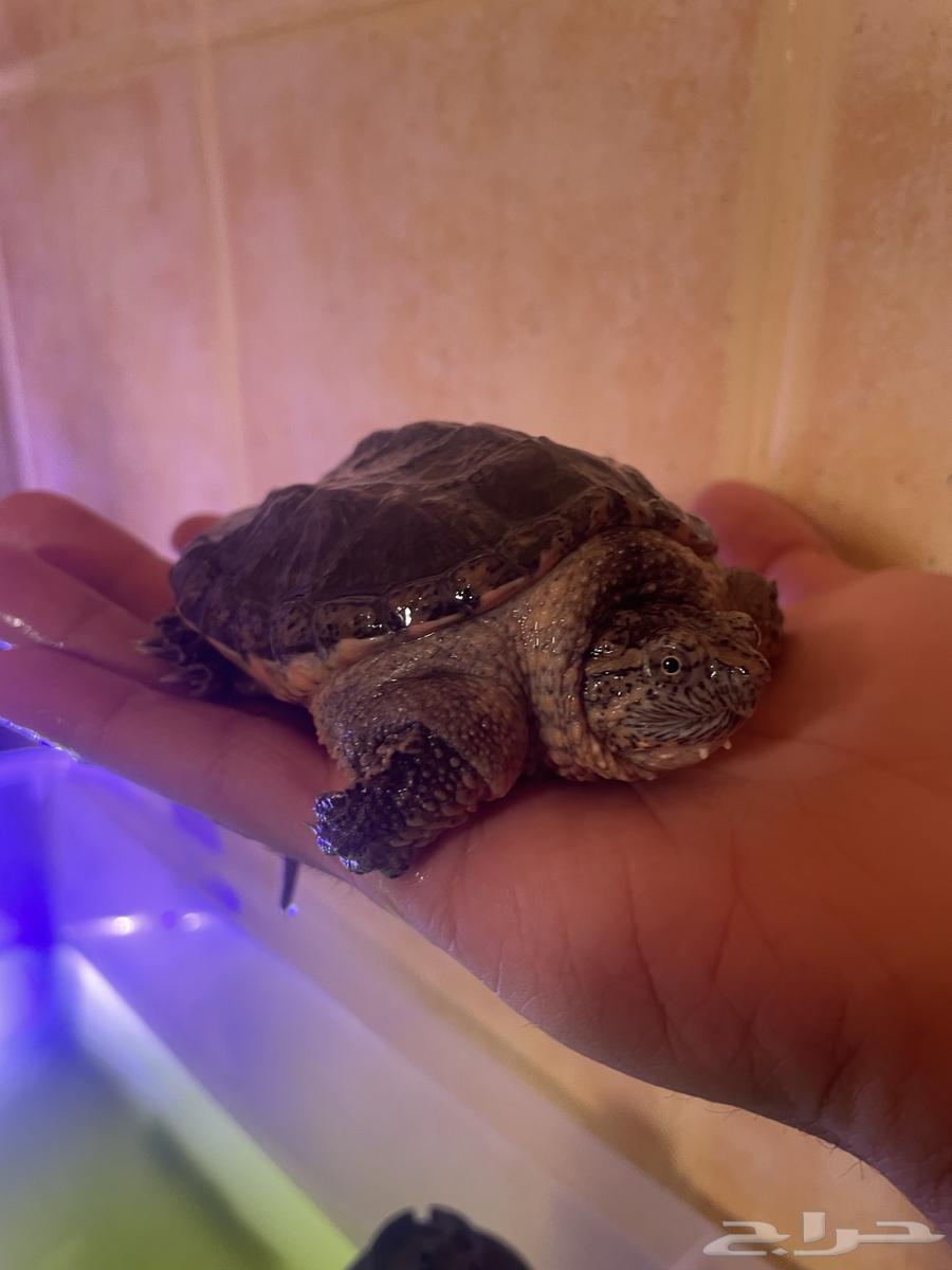 Snapping Turtle64354179262593110