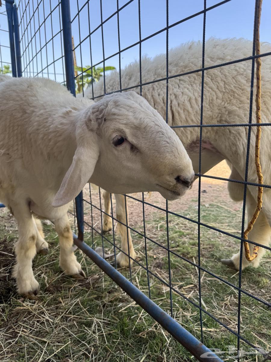 طلي حري صنف الصنف ابرص شعره ملكية تم البيعع64352320881794112