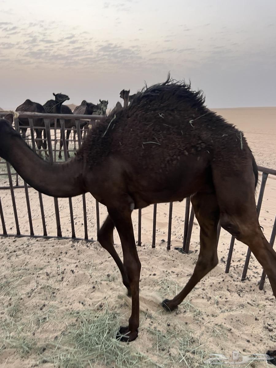 للبيع قعود حوار سمين وطيب64359807561347114