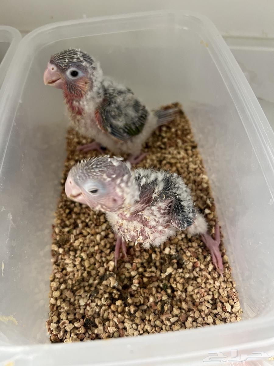 فروخ كنيور اناناس رد فاكتور64353810169090112