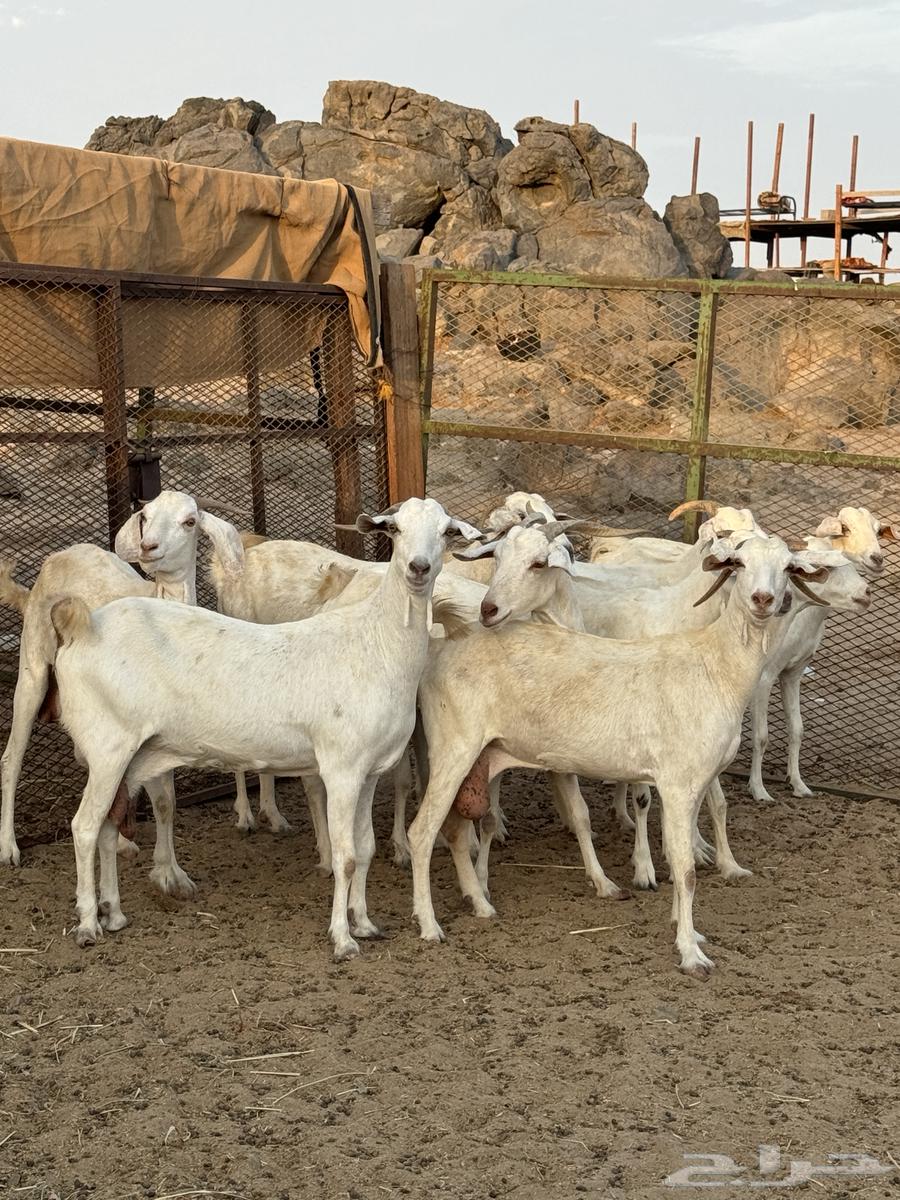 معزا بيشيات برص64351821486082110