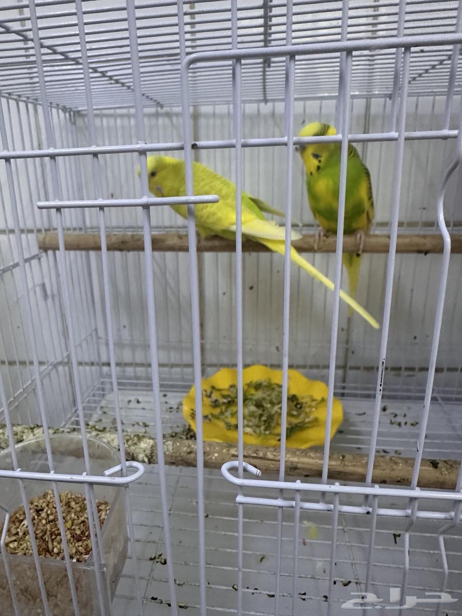 طيور حب على السوم64352214914691112