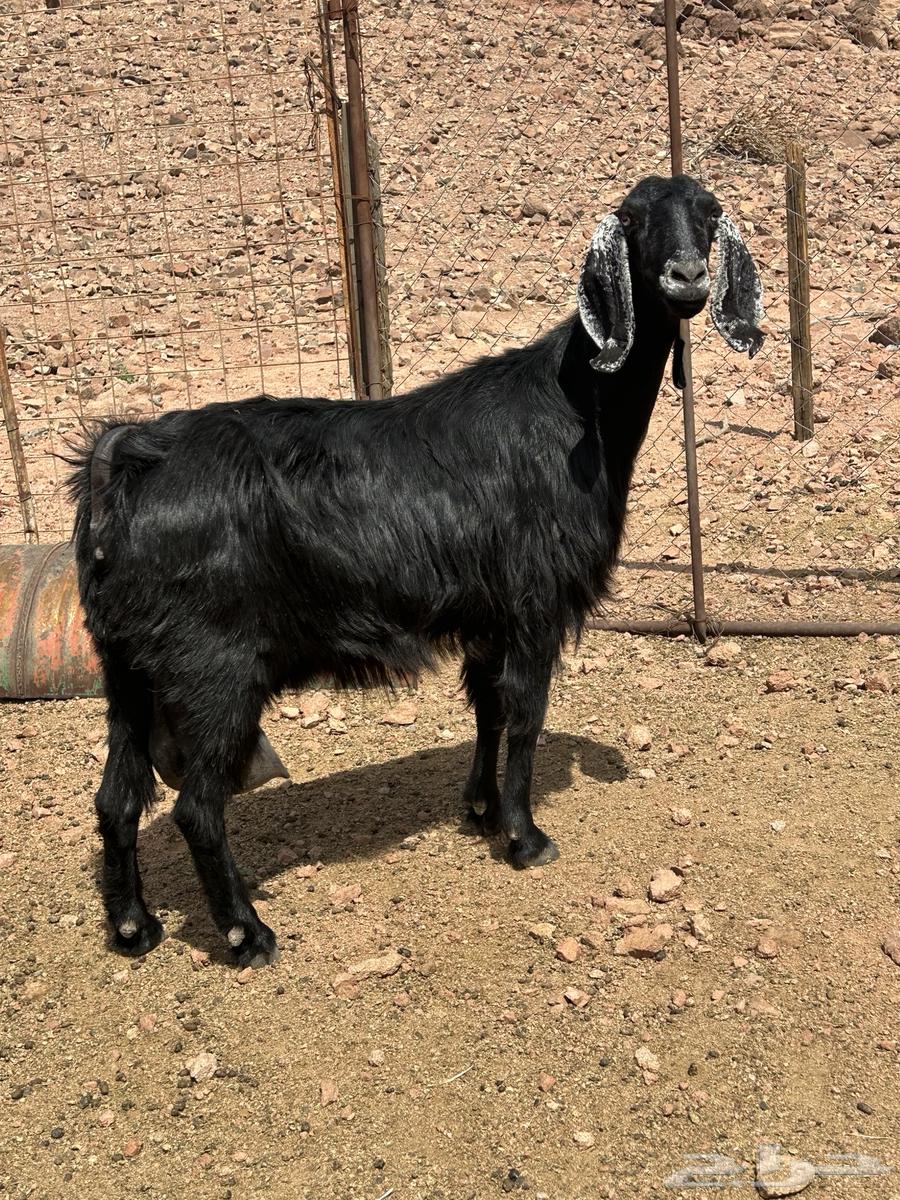 عنز حليب للبيع64356617077506110