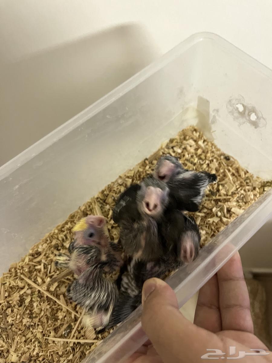 Crown Chicks63655097467905111