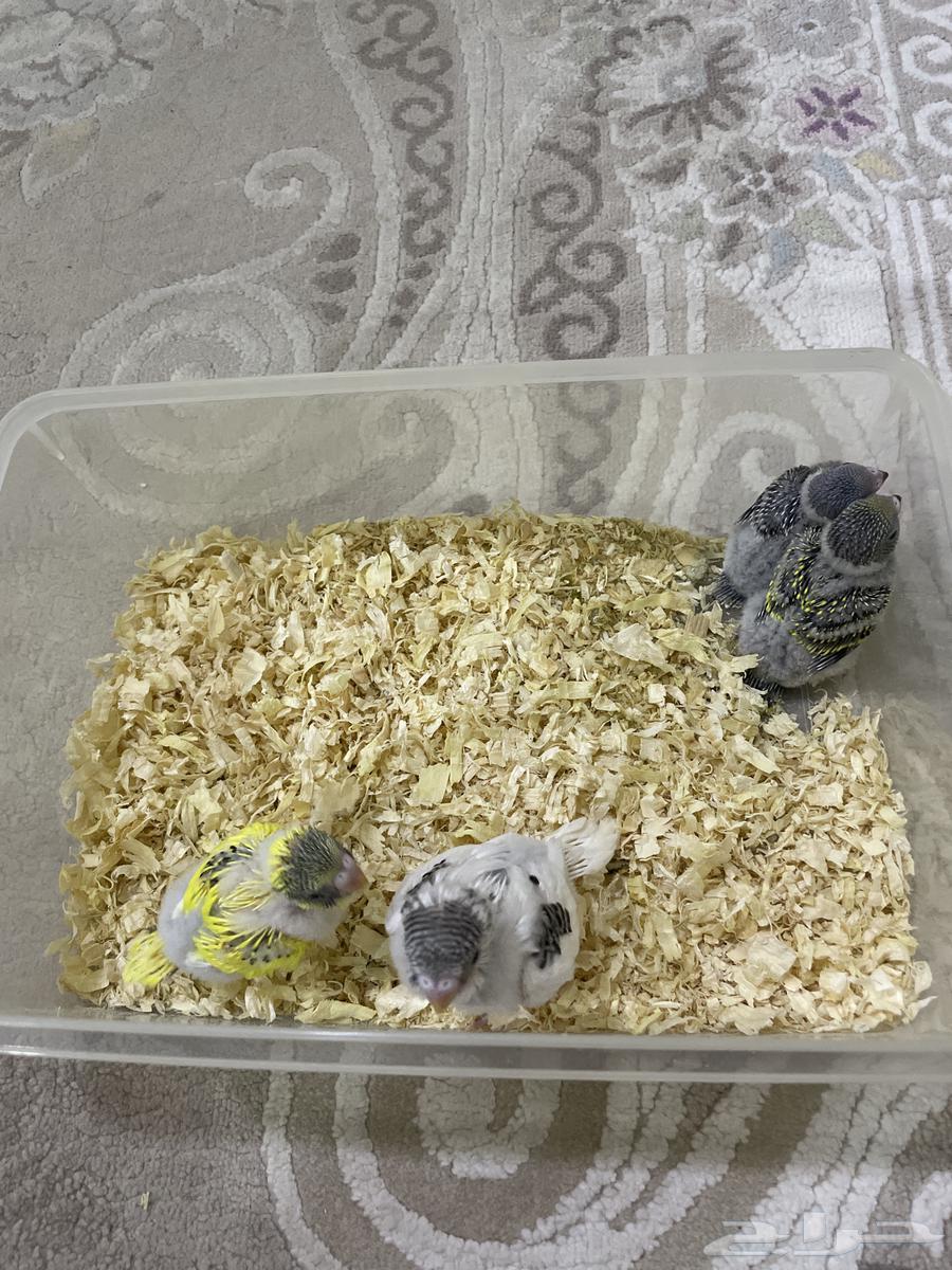 فروخ بادجي64356398894593111