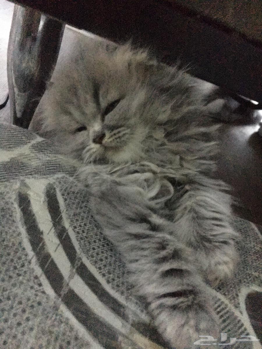 قطه انثى سكوتش فولد بيور64361195058562114