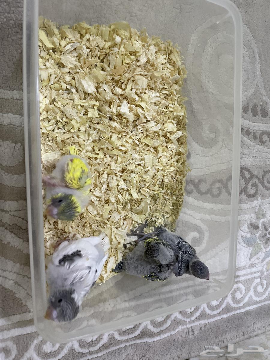 فروخ بادجي64356398894593110