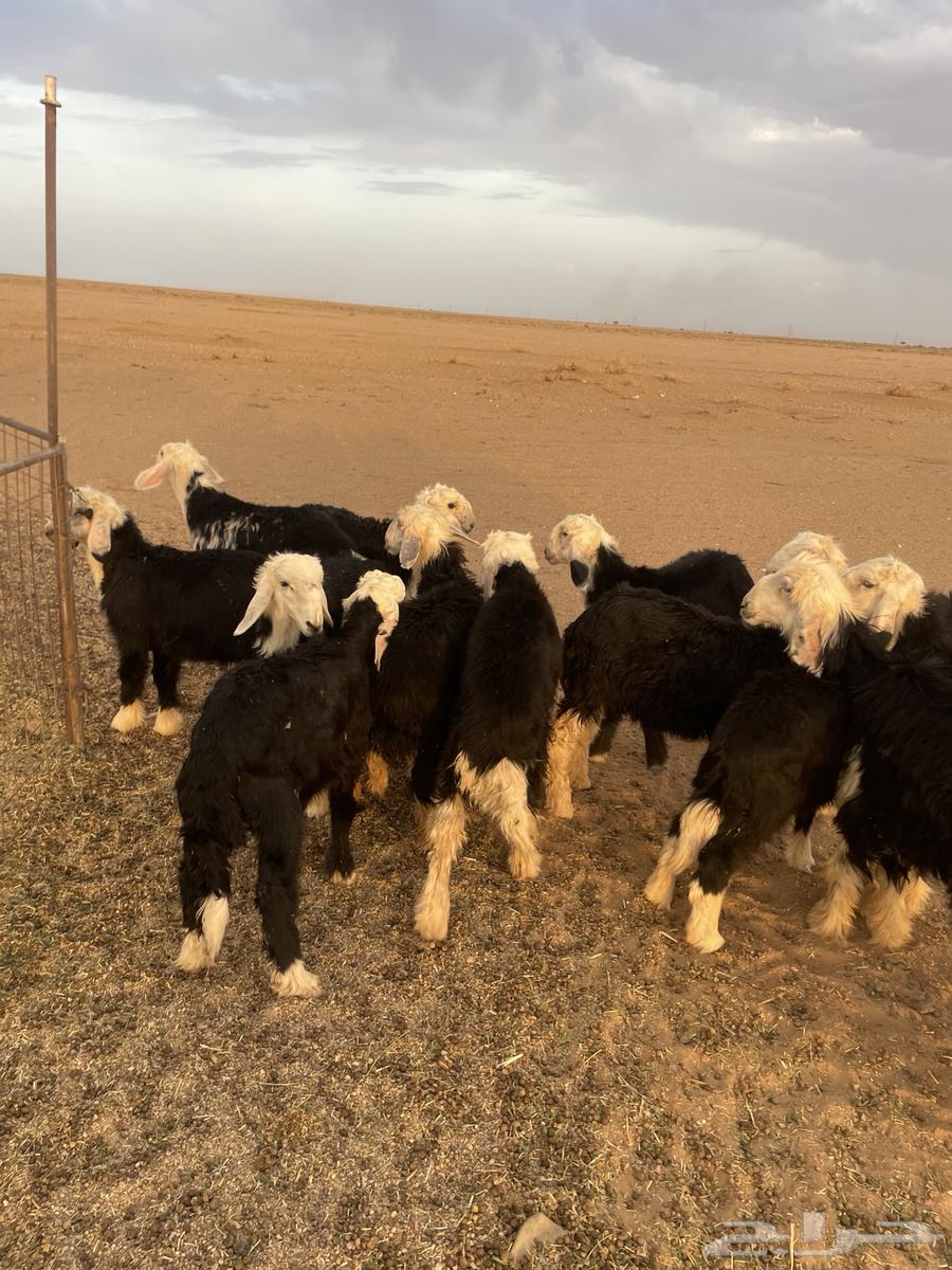 بهم نجد64358440109569110