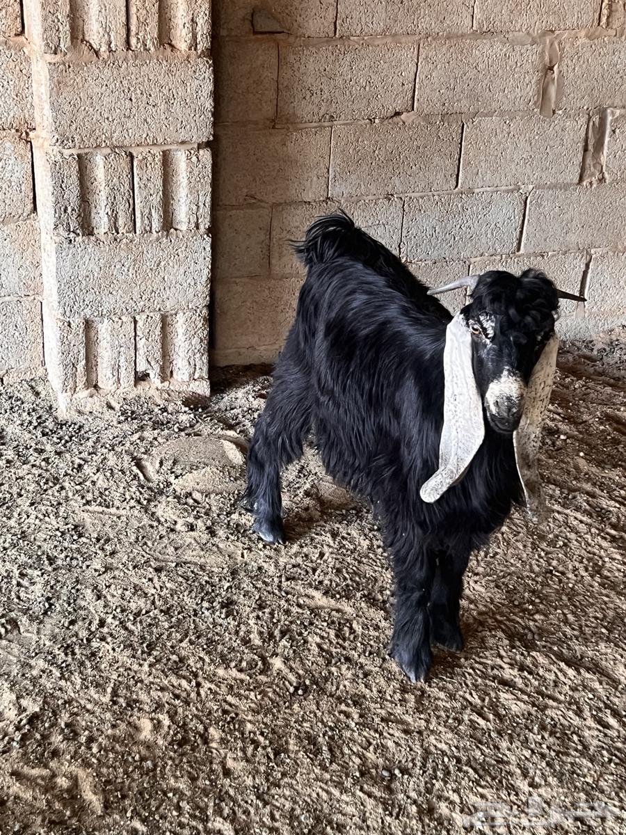 تيوس للبيع64358235969153113