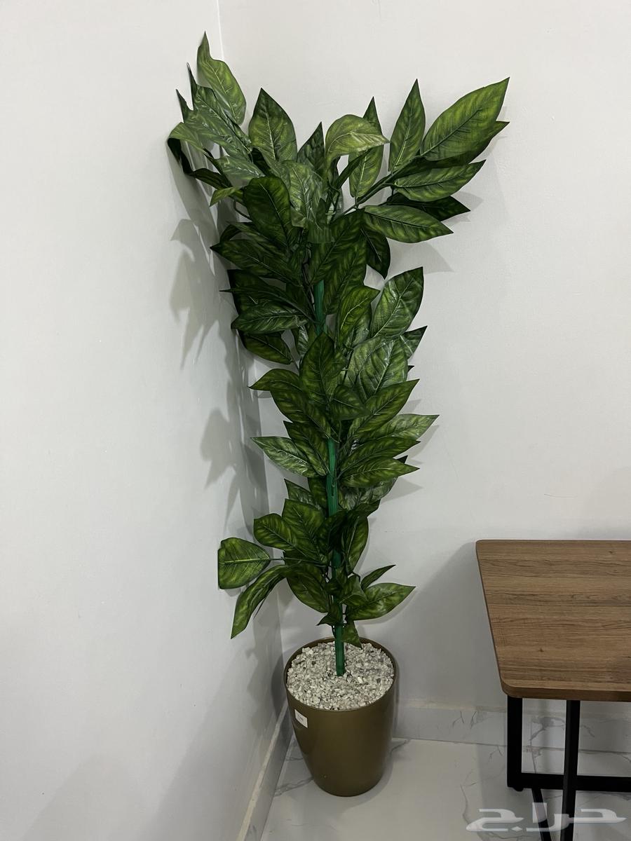 شجر للبيع شجر زينة منزلي64359260431618113