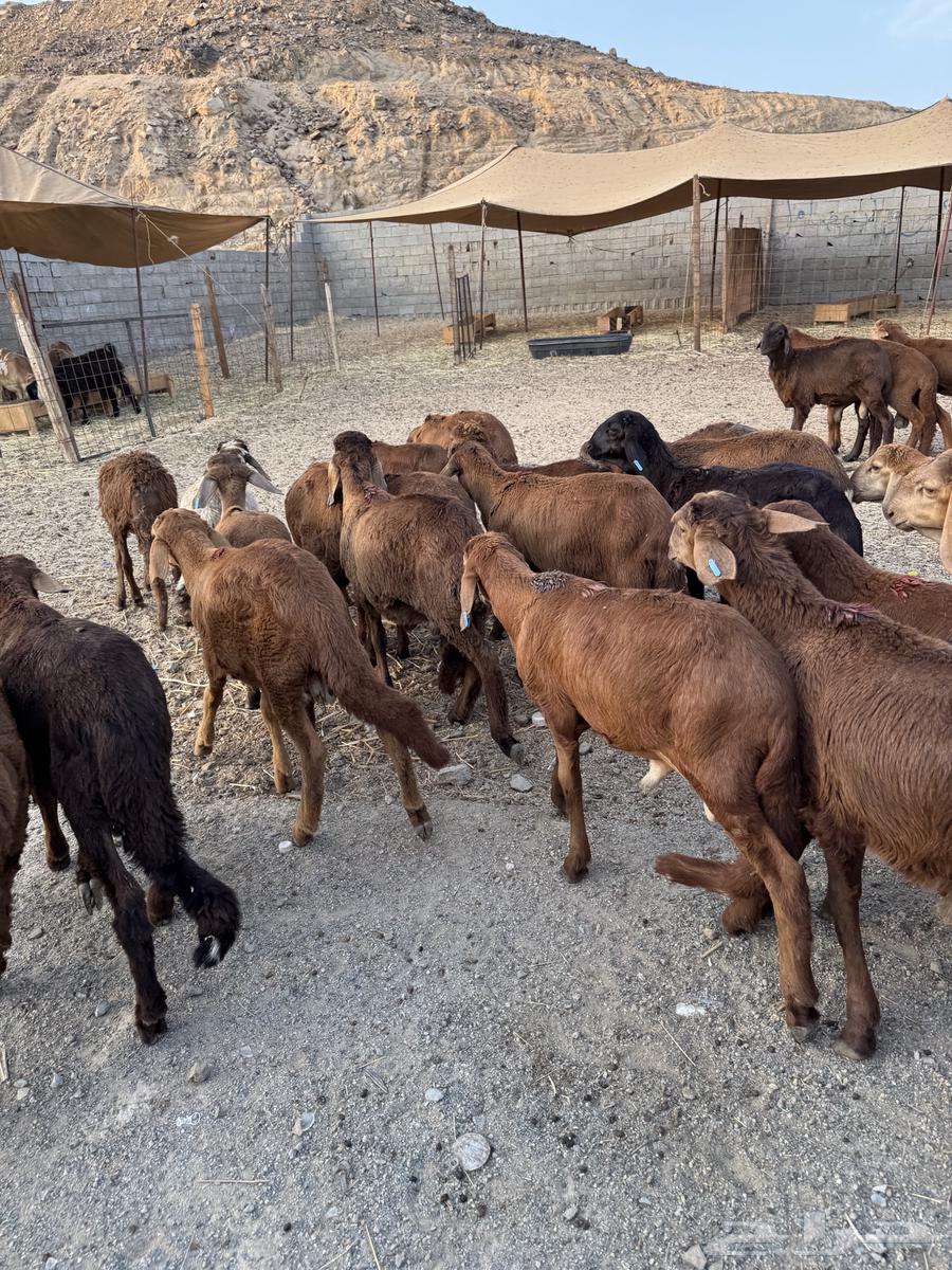 طليان سواكن64241769573250113