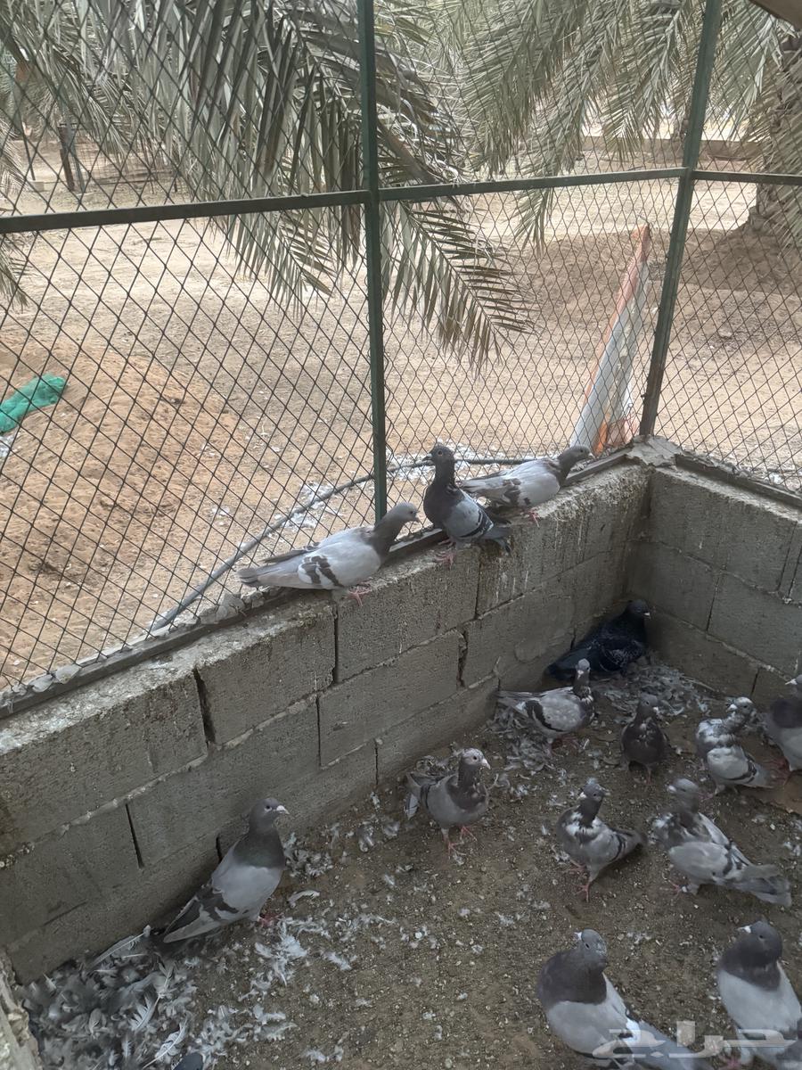 Problematic Bath Set64359474556418114