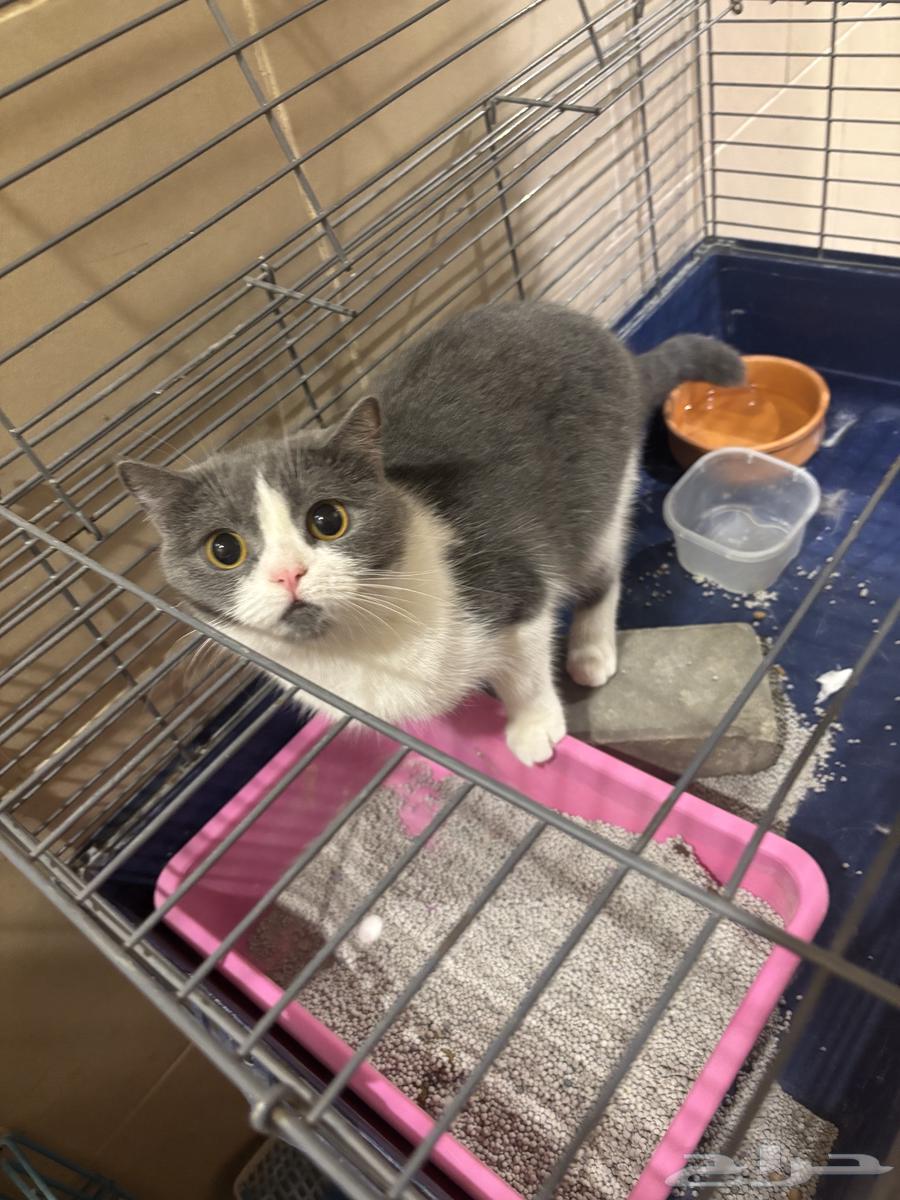 قطه سكوتس ستريت باندا انثي للبيع لايوجد تبني64356237283330112