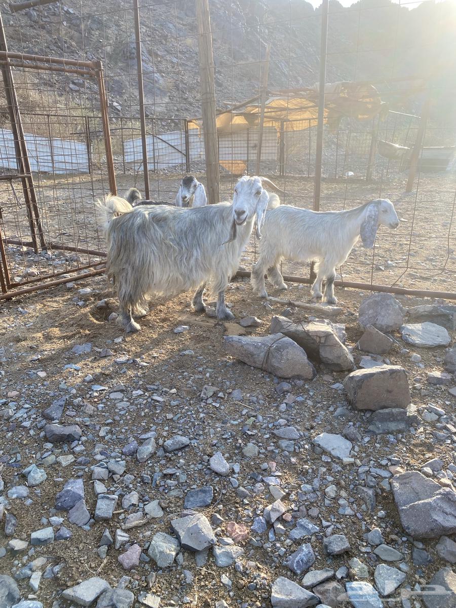 عنز للبيع64355245913601110