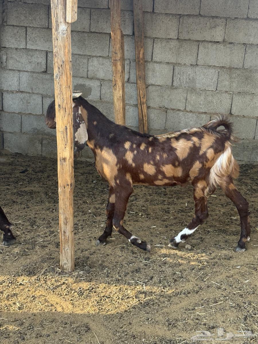 للبيع تيس64357453220353113