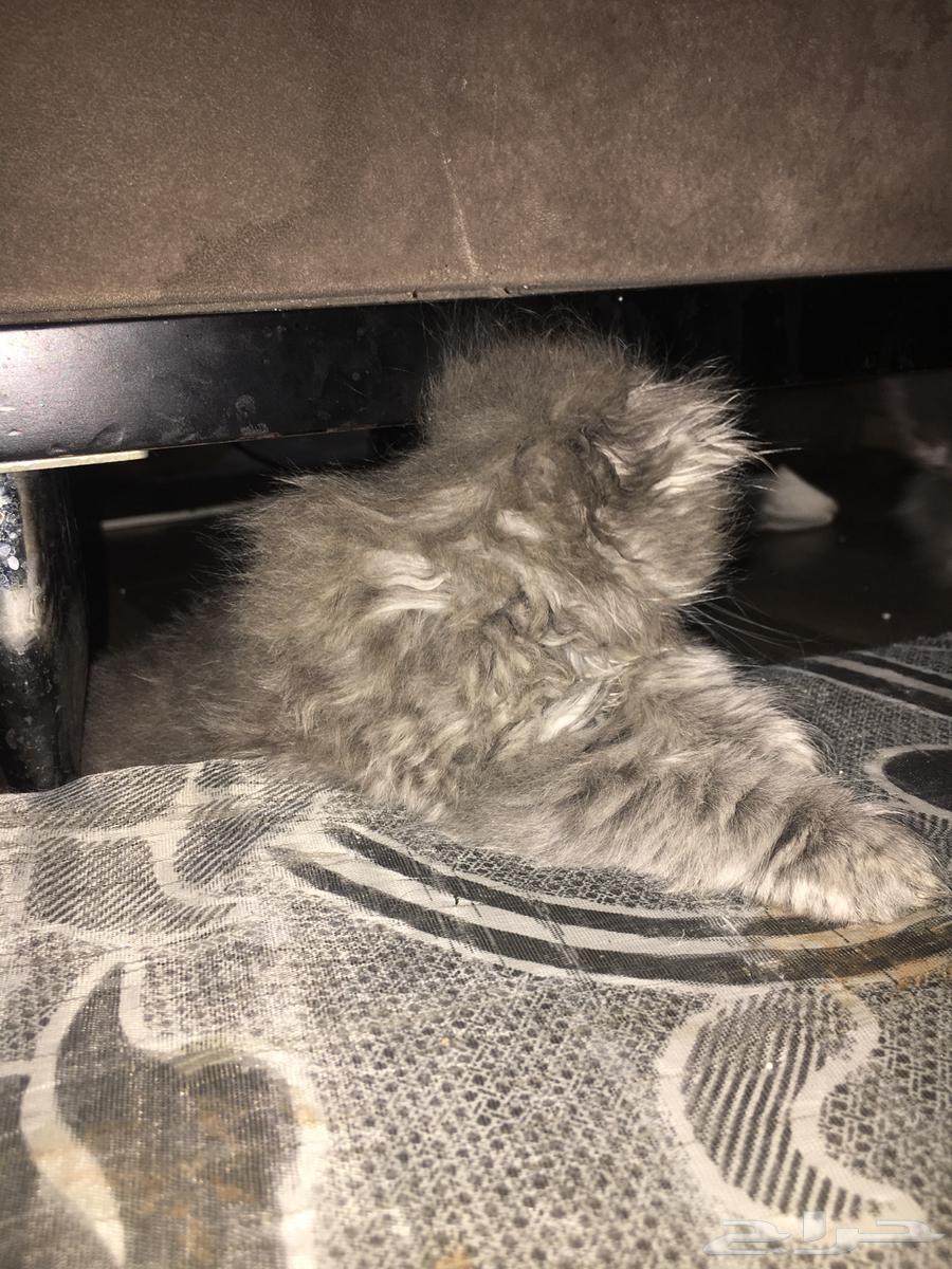 قطه انثى سكوتش فولد بيور64361195058562113