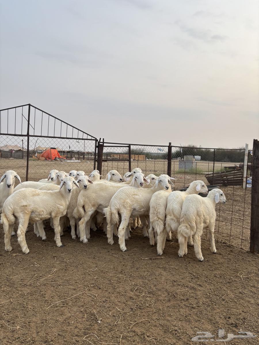 بهم حري نظيف للبيع64358337797633110