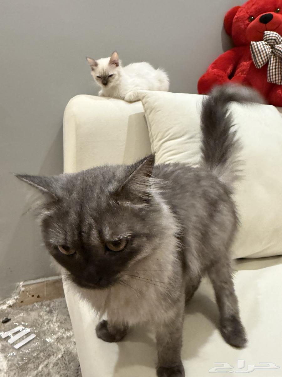 قطط للبيع64359633093761110