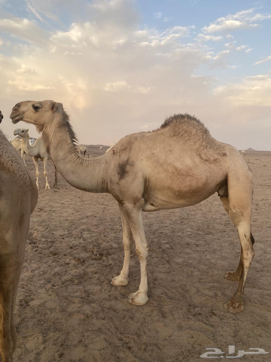 للبيع ضروبة حمرا كفو64356953132034110