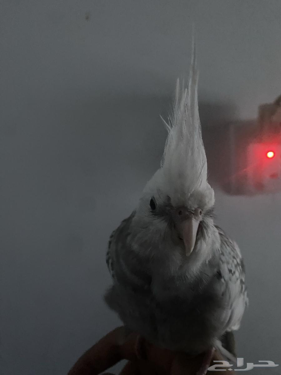 كروان هولندي للبيع عمره سنه وا اربع شهور حولها بسعر35064356471940994111