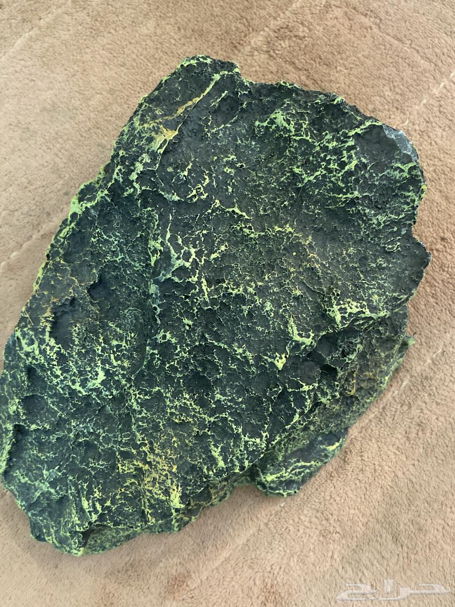 سلحفاه للبيع64354769411971114