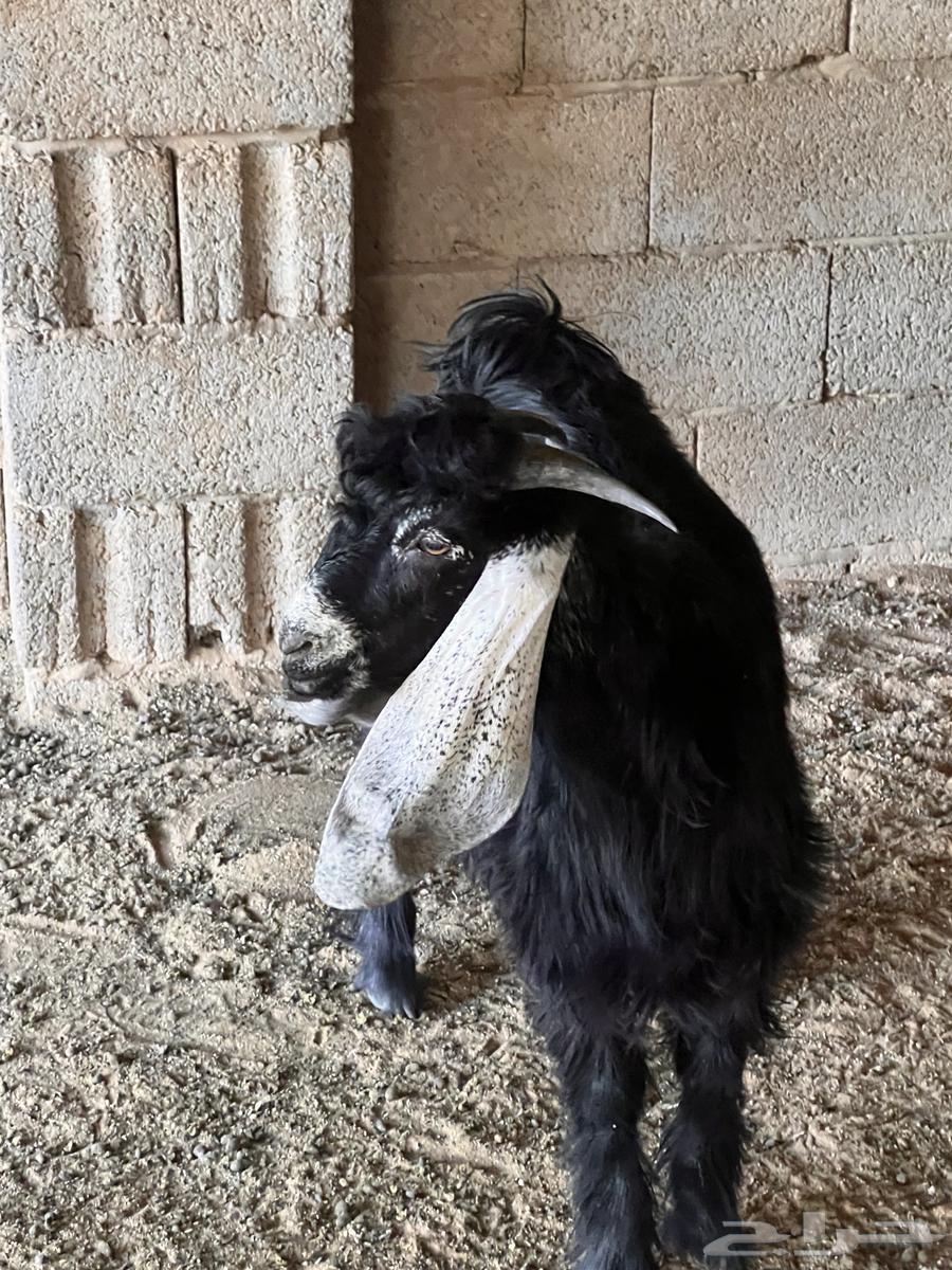 تيوس للبيع64358235969153112