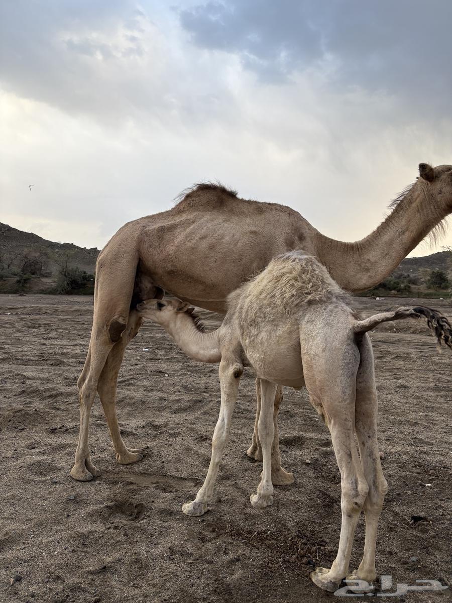 حشوان كفو للبيع64353854584705110