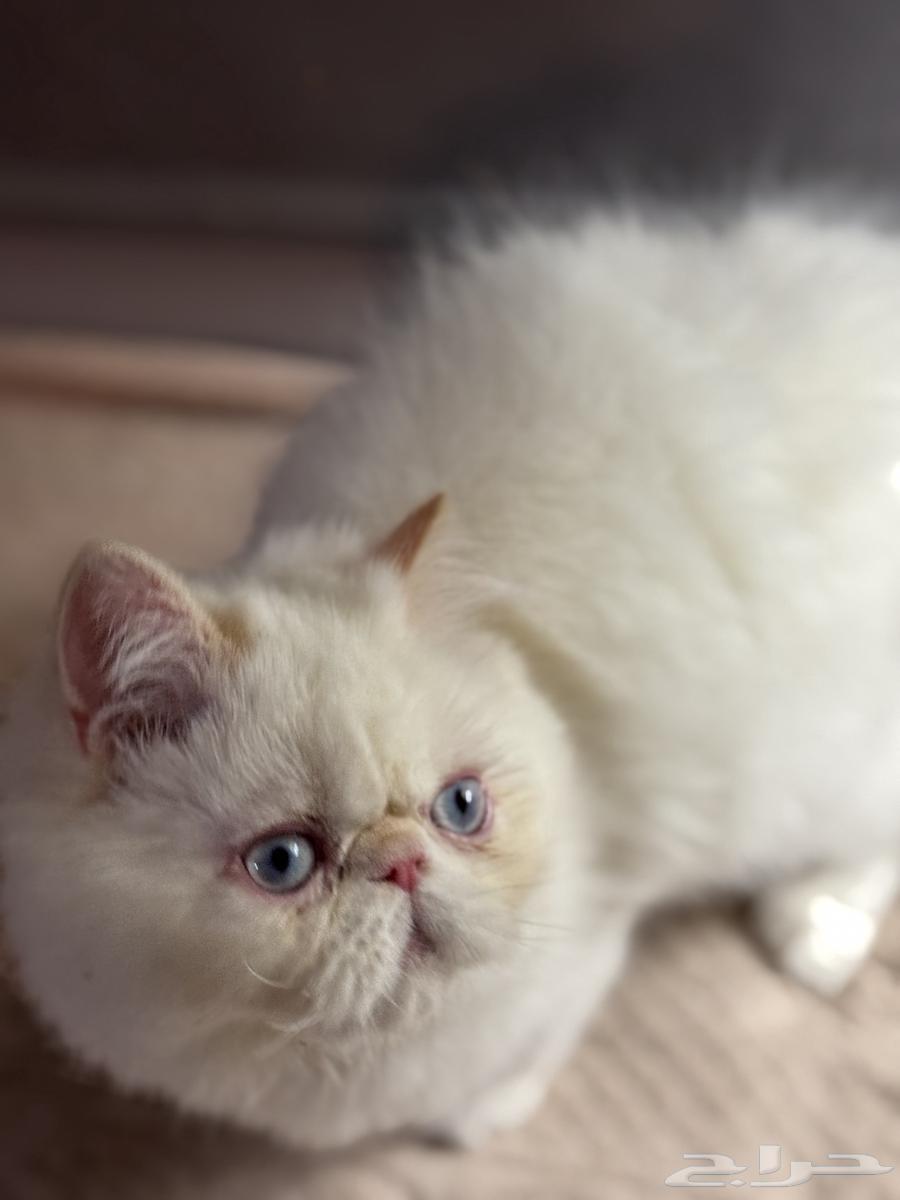 تبارك الله كيتين بيكي فيس للبيع64361459000450110