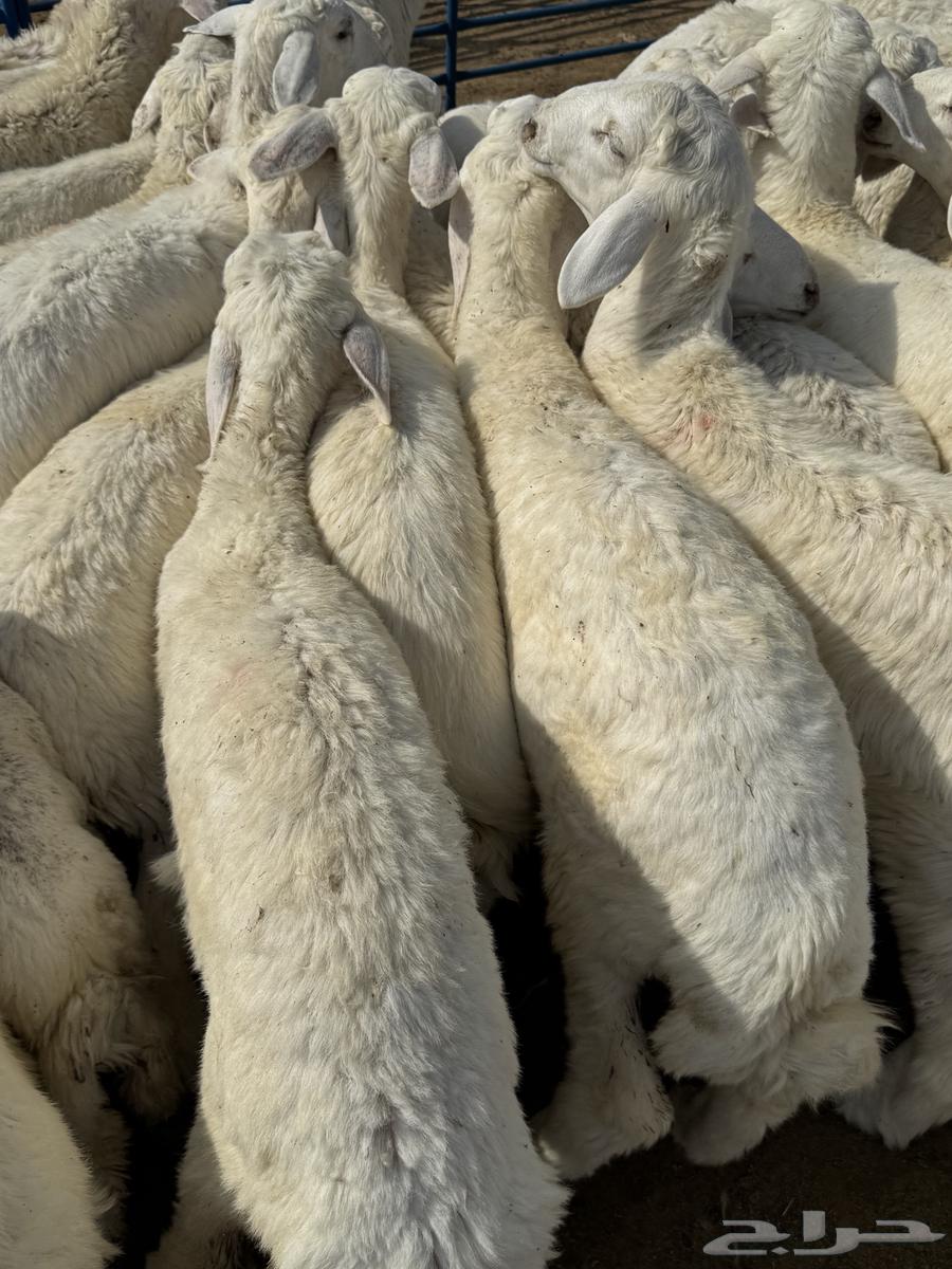 بهم حري64353151232514111