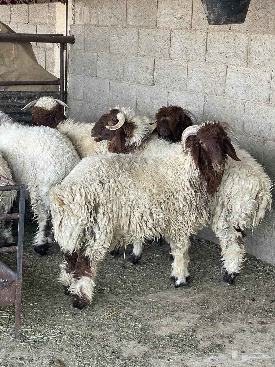 ذبايح للبيع64358308481026113