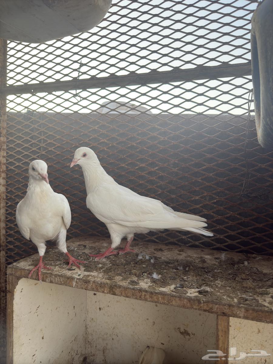 حمام فرنسي جابو64358146085889112