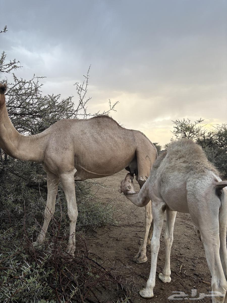 حشوان كفو للبيع64353854584705113