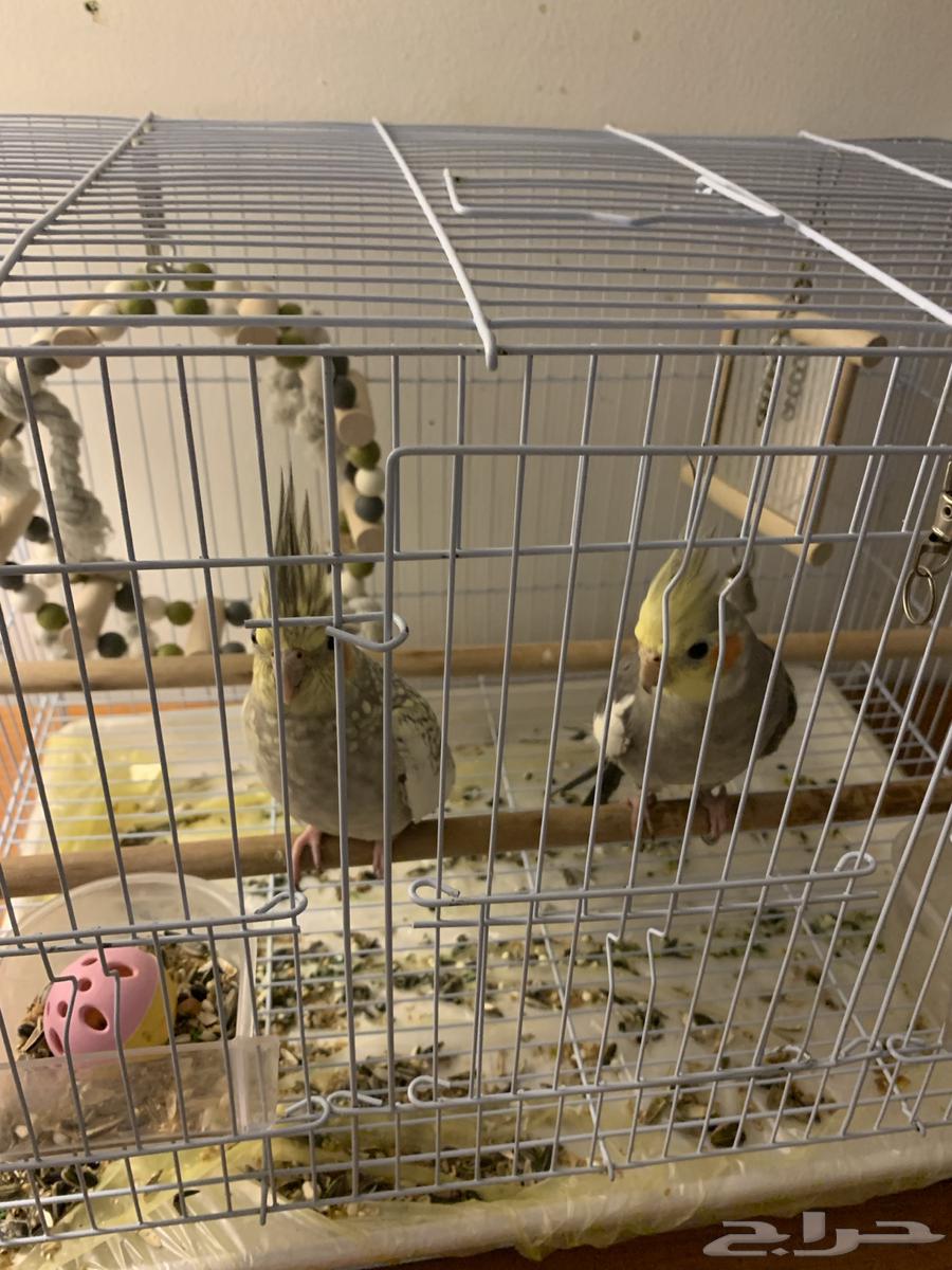 للبيع كروان ذكر وانثى64357070966530111