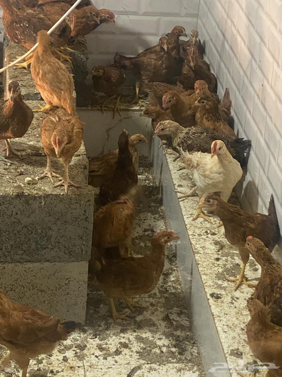 صوص فرنسي للبيع64358381695747111