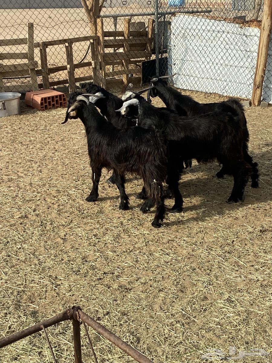 اربعه تيوس فل الفل شحم64358972468097113