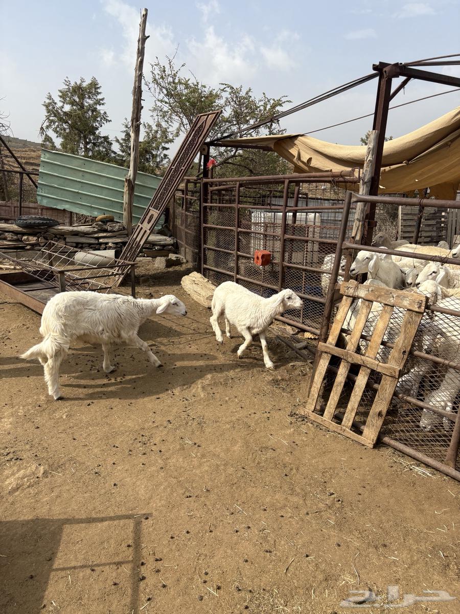 طليان للبيع64353986675842112