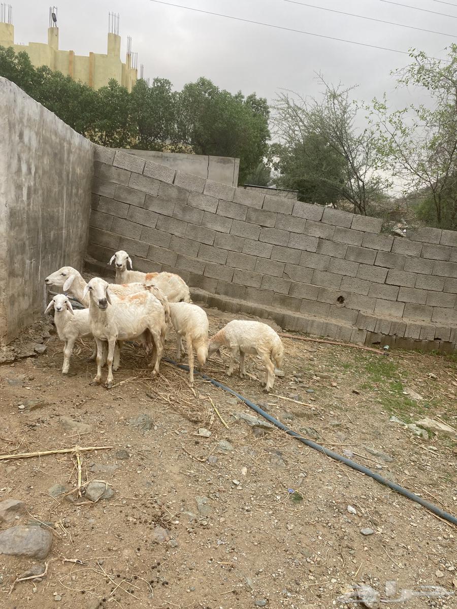 للبيع 3 ضان تحتها 364351457029761113