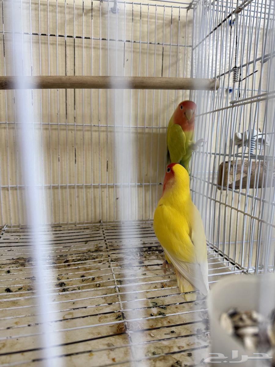 جوز روز64356617130370110