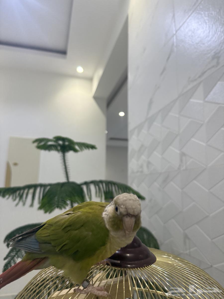 كنيور للبيع64358097280642110