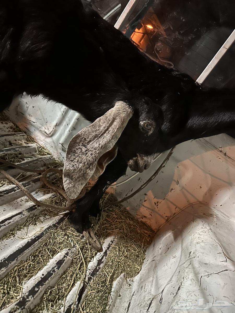 تيوس لباني64361892612739111