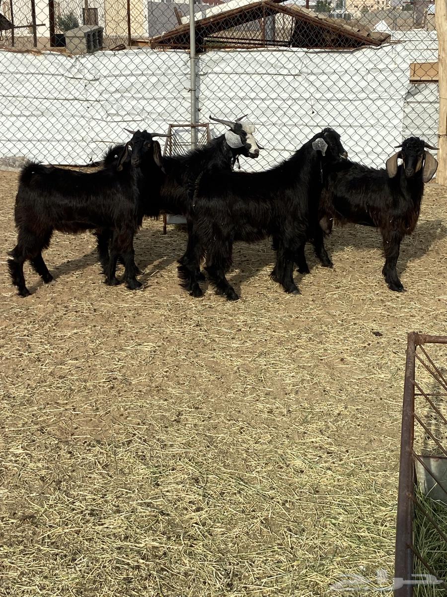 اربعه تيوس فل الفل شحم64358972468097111