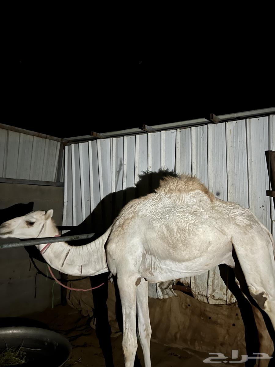 قعدان للبيع على السوم64360754704003110