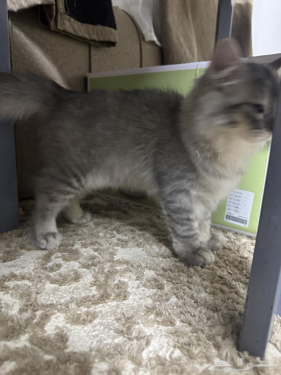 قطط شيراز للبيع64360944244738112