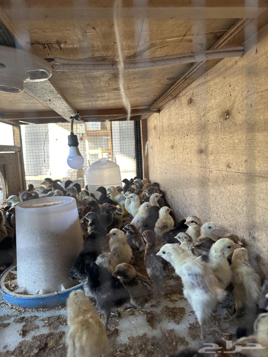 صوص بلدي64357012015874111