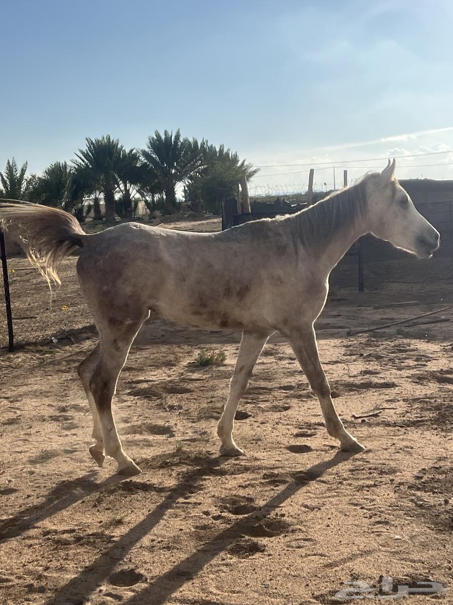 حصان للبيع64352688906625110